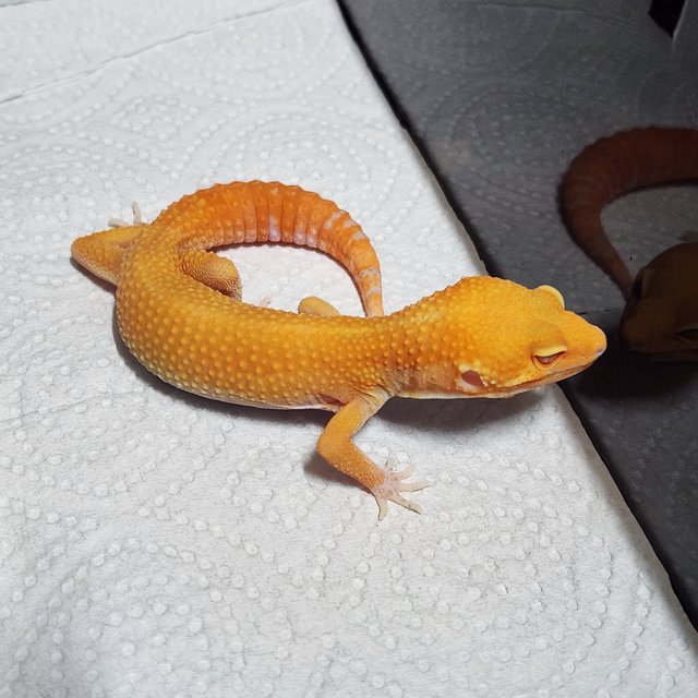 슈퍼하이포 텐저린 벨