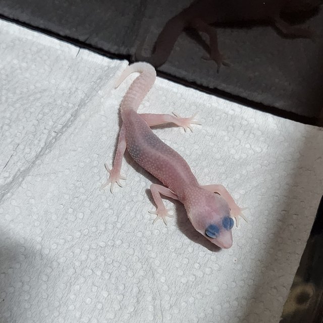 갤럭시 블리자드