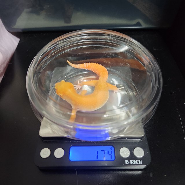 슈퍼하이포 텐저린 벨