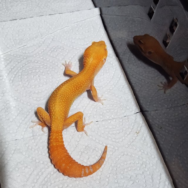 슈퍼하이포 텐저린 벨