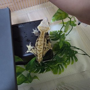 익스트림할리퀸 할리퀸