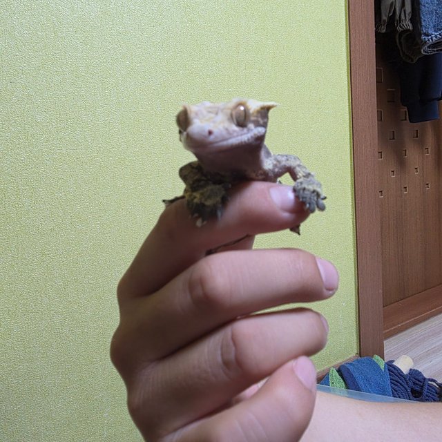 익스트림할리퀸 할리퀸