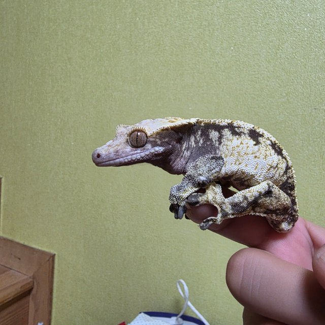 익스트림할리퀸 할리퀸