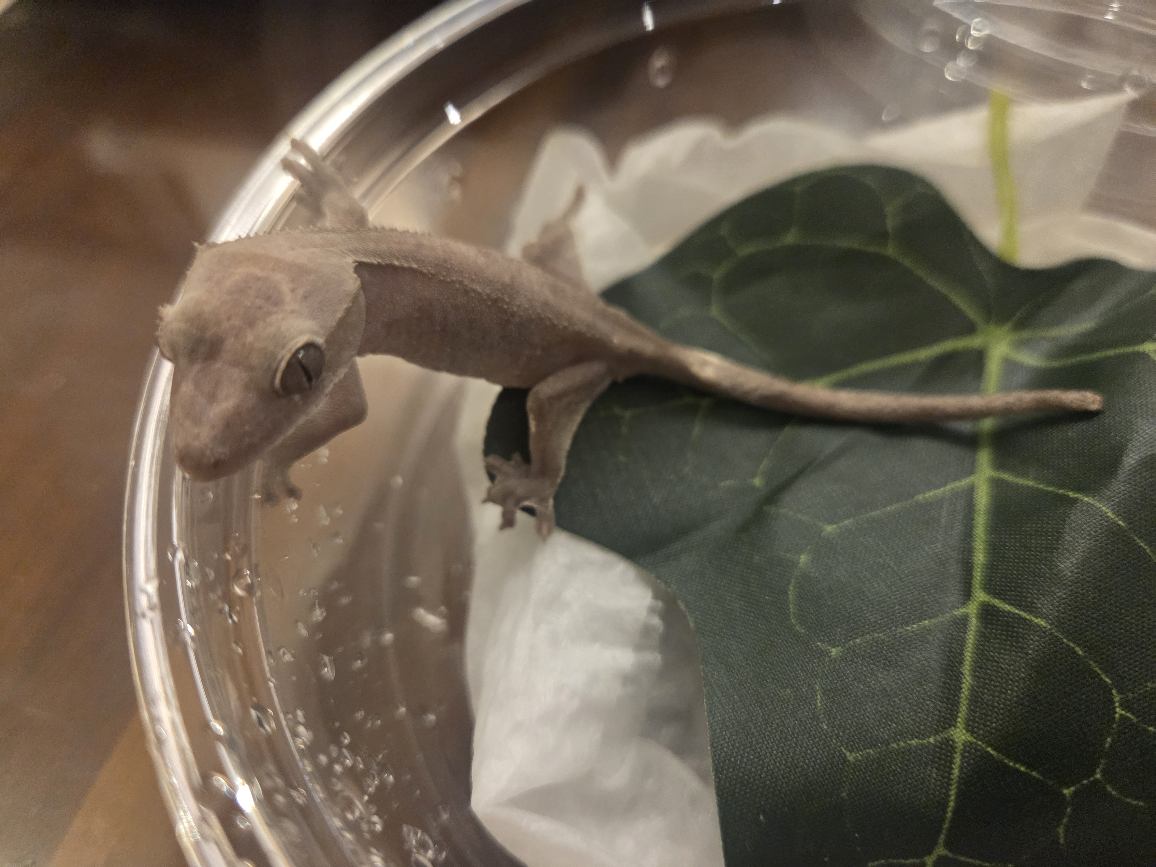 게코집사우당탕