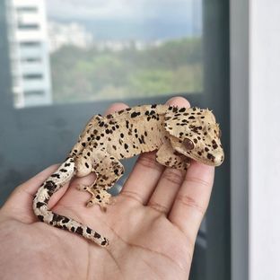 달마시안 슈퍼달마시안
