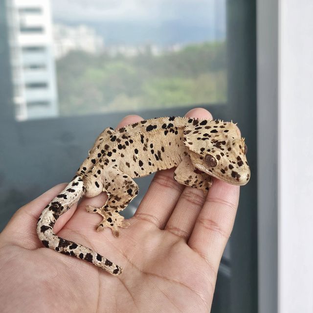 달마시안 슈퍼달마시안