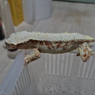 레드 릴리화이트