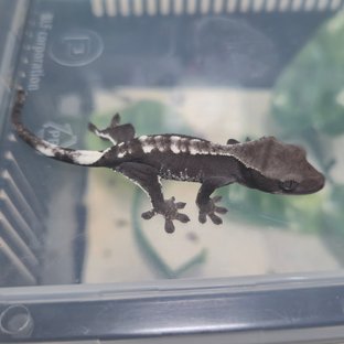 아잔틱