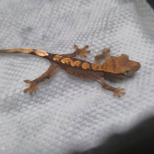 챠콜 플레임 100%헷아잔틱