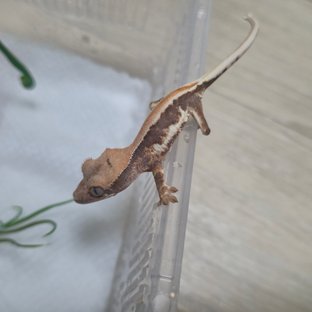 릴리100%헷아잔틱