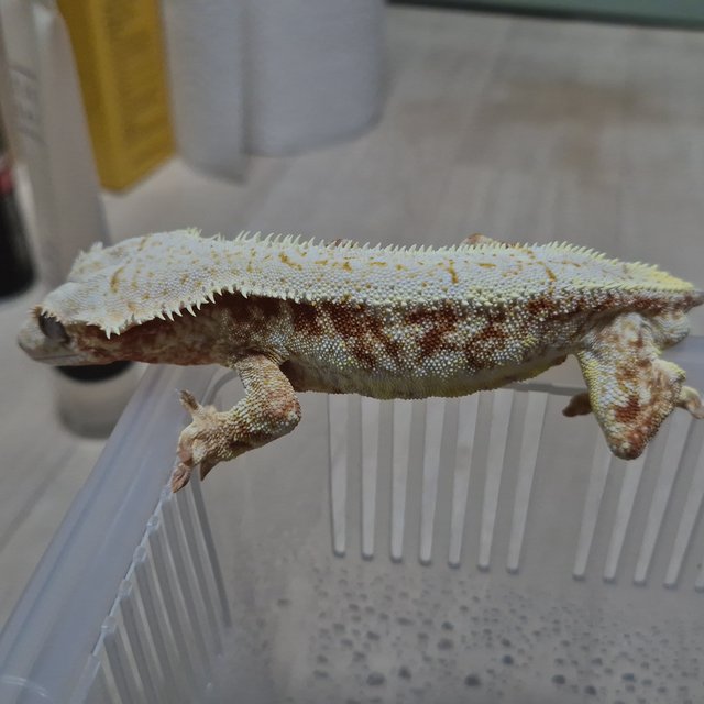 레드 릴리화이트