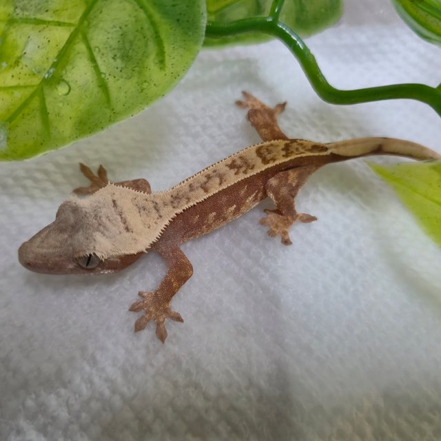 레드 익스트림할리퀸