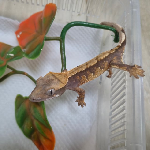 트라이 익스트림할리퀸