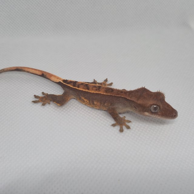 레드 핀스트라이프