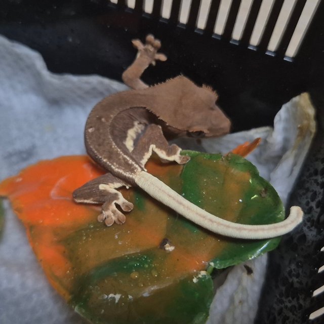 레드 팬텀 릴리화이트