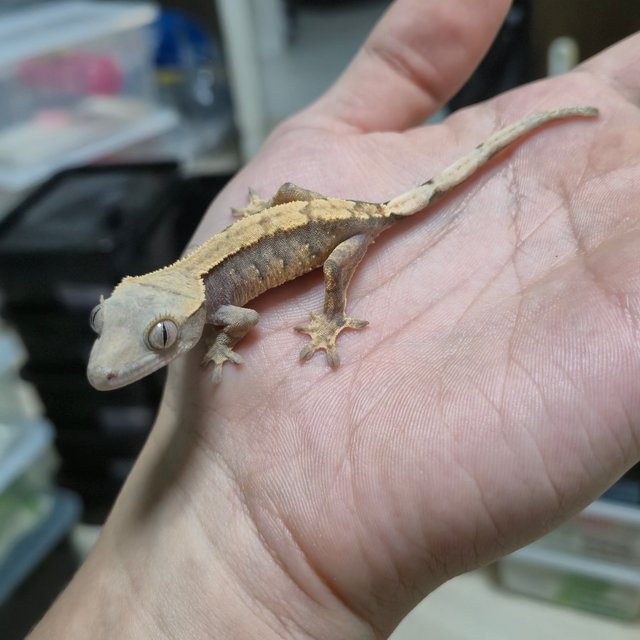 트라이 익스트림할리퀸