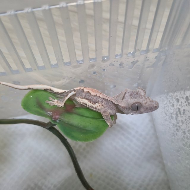 릴리100%헷아잔틱