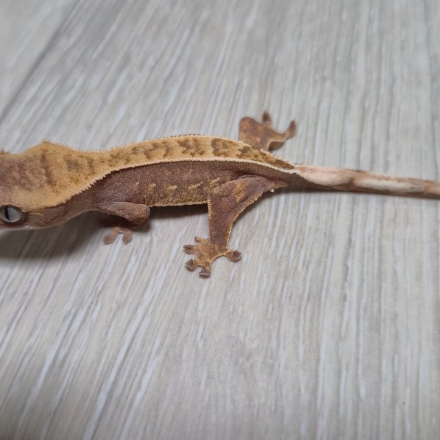 레드 익스트림할리퀸