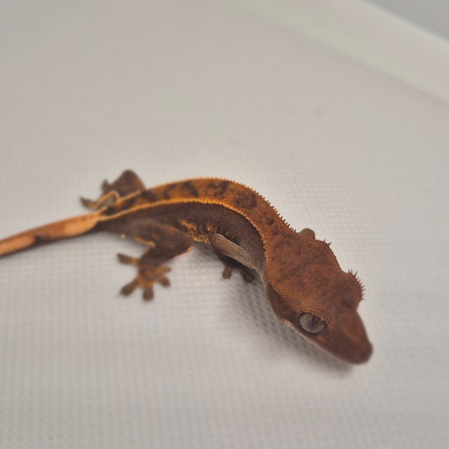 레드 핀스트라이프