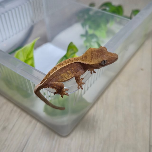 레드 익스트림할리퀸