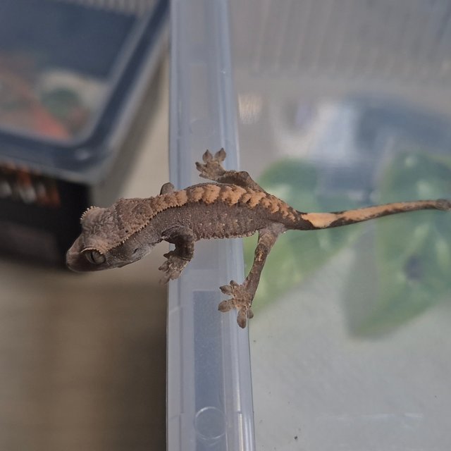 다크 플레임 100%헷아잔틱