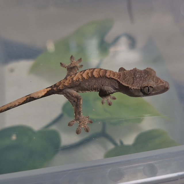 다크 플레임 100%헷아잔틱