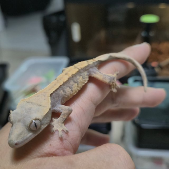 트라이 익스트림할리퀸