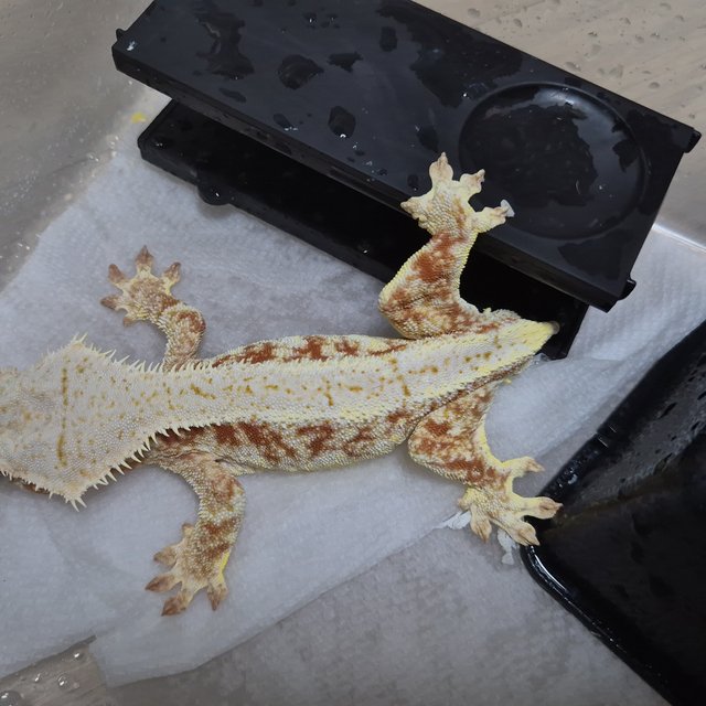 레드 릴리화이트