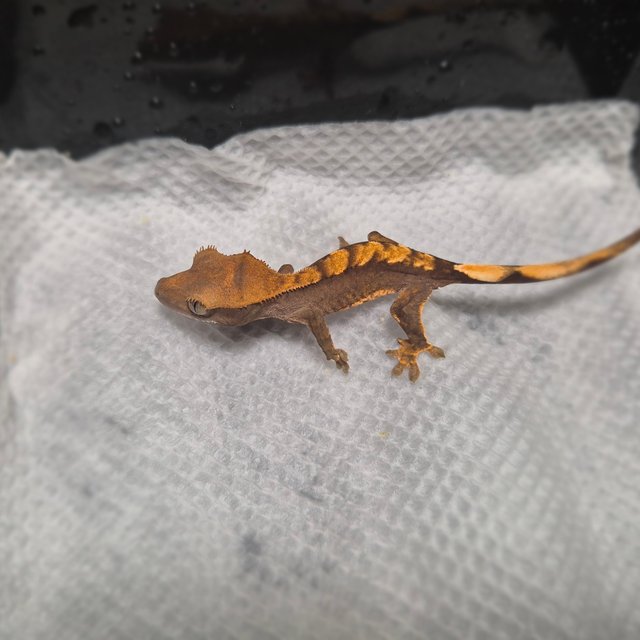 챠콜 플레임 100%헷아잔틱