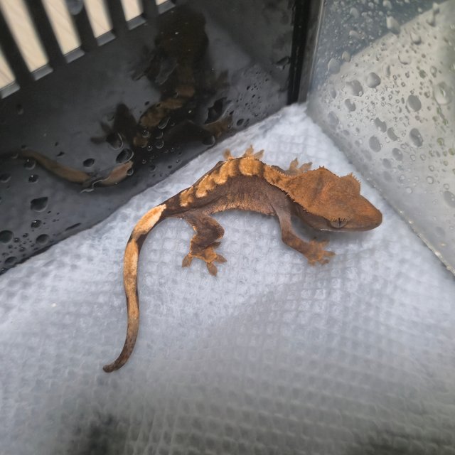 챠콜 플레임 100%헷아잔틱