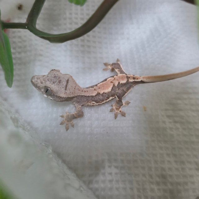 릴리100%헷아잔틱