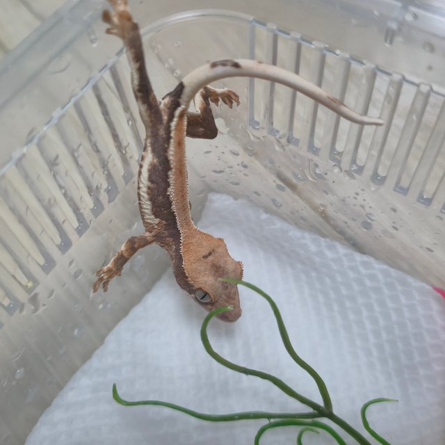 릴리100%헷아잔틱