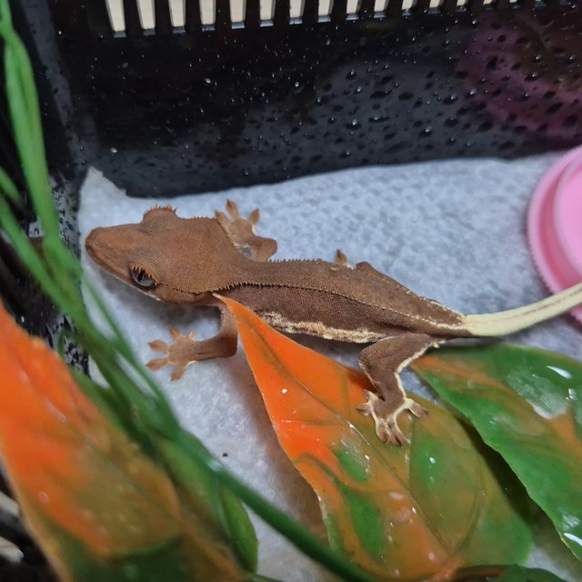 레드 팬텀 릴리화이트