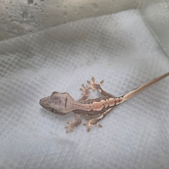 릴리100%헷아잔틱