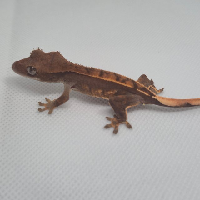 레드 핀스트라이프