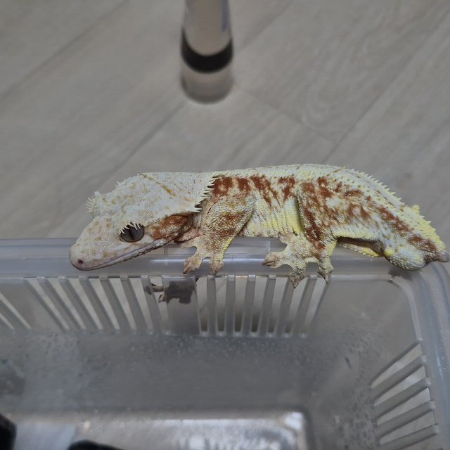 레드 릴리화이트