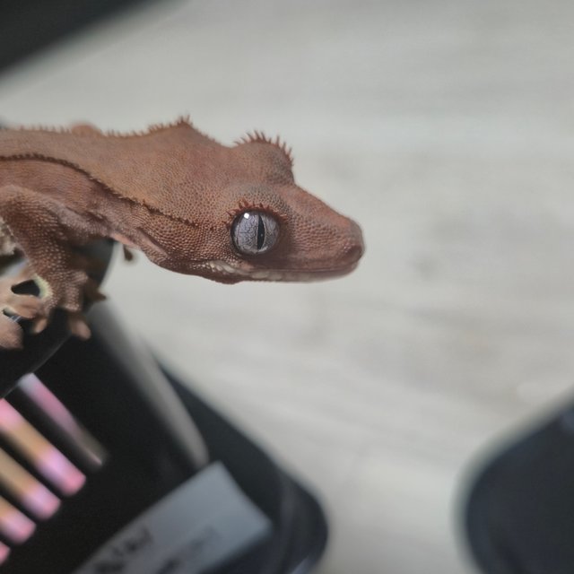 레드 팬텀 릴리화이트