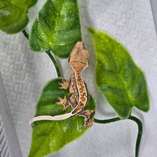 핀스트라이프 쿼드