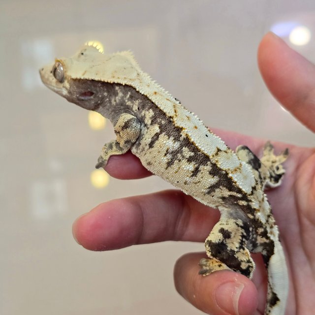 노멀 트라이 익스트림할리퀸