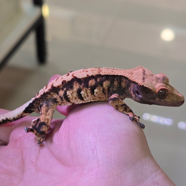 노멀 트라이 익스트림할리퀸