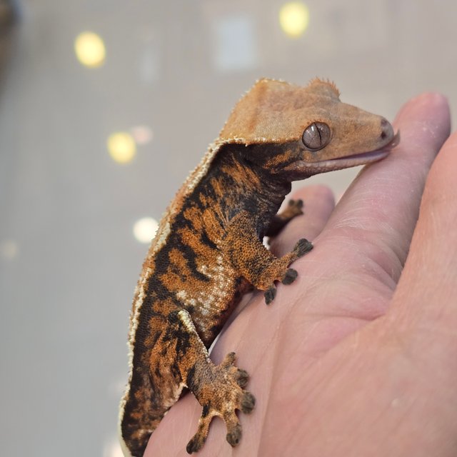 노멀 텐저린 트라이 익스트림할리퀸