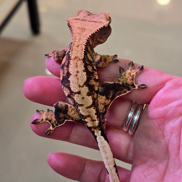 노멀 트라이 익스트림할리퀸