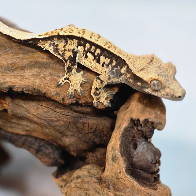 노멀 트라이 익스트림할리퀸