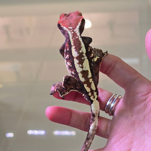 카푸치노 트라이 화이트스팟