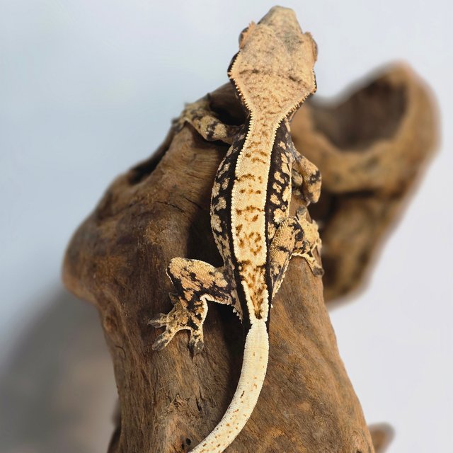 노멀 트라이 익스트림할리퀸