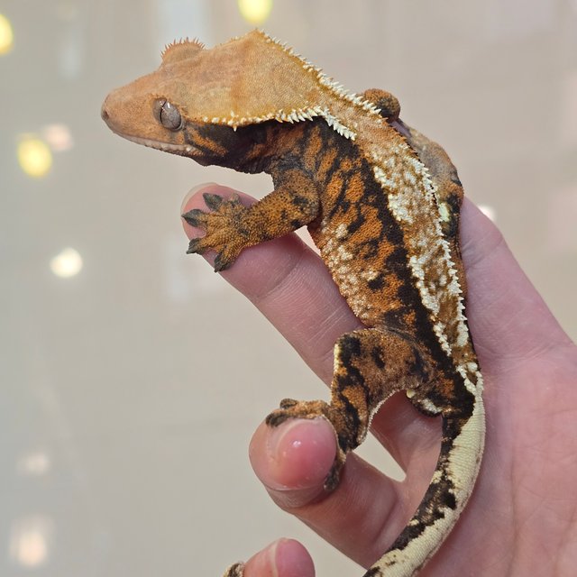 노멀 텐저린 트라이 익스트림할리퀸