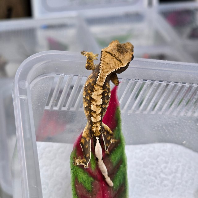 트라이 익스트림할리퀸 카푸치노