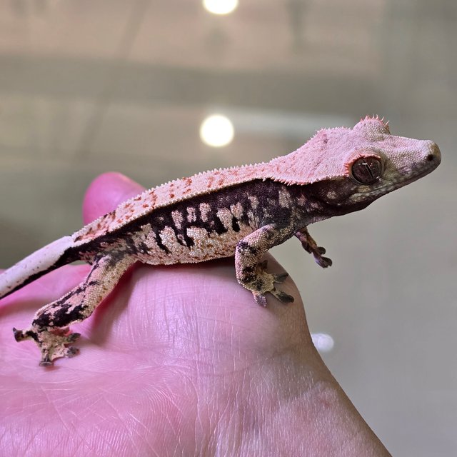 노멀 트라이 익스트림할리퀸