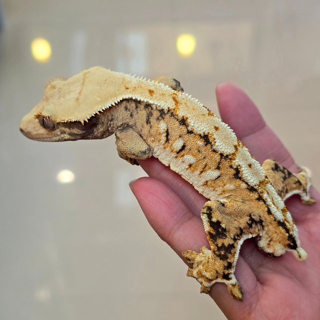 노멀 트라이 익스트림할리퀸