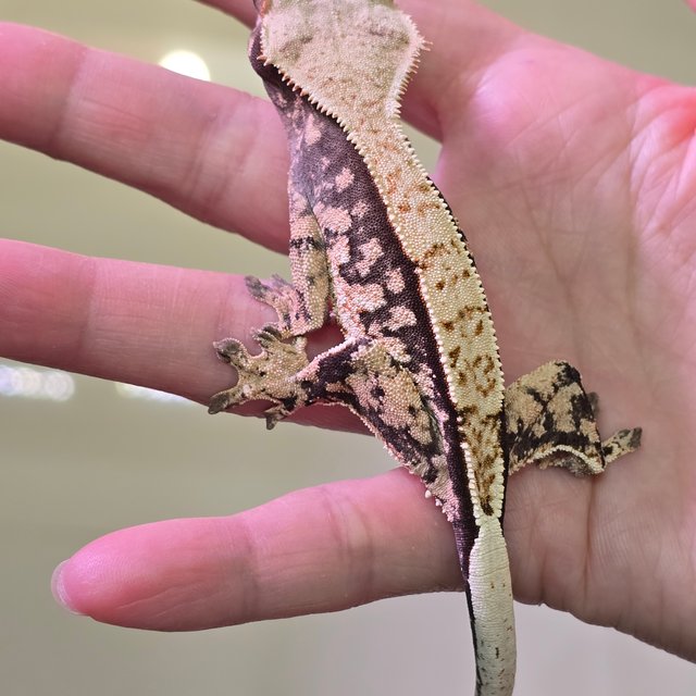 노멀 트라이 익스트림할리퀸